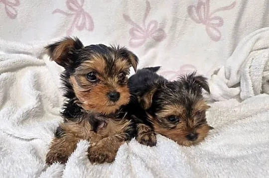 Yorkshire terrier  gotowy do zmiany domu, Warmińsko-mazurskie, Morąg