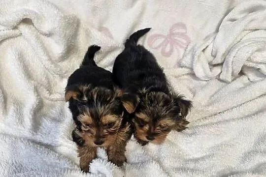 Yorkshire terrier  gotowy do zmiany domu, Warmińsko-mazurskie, Morąg