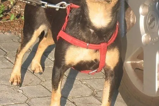Tusia urocza prosi o domek ,  mazowieckie Warszawa