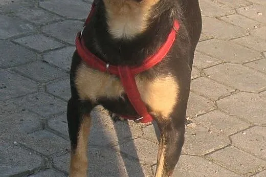 Tusia urocza prosi o domek ,  mazowieckie Warszawa