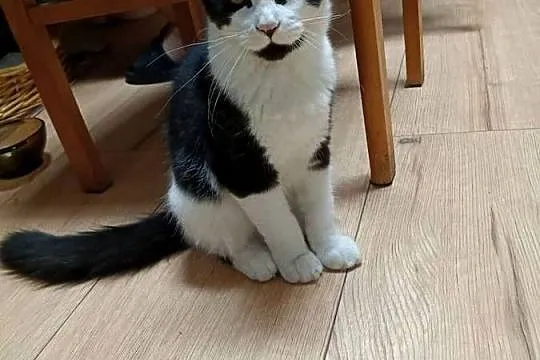 Koteczka Maine Coon, Zachodniopomorskie, Sława