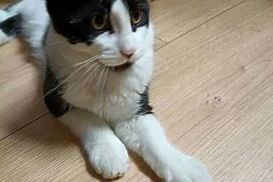 Koteczka Maine Coon, Zachodniopomorskie, Sława