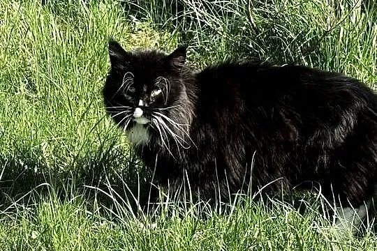 Koteczka Maine Coon, Zachodniopomorskie, Sława