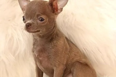 Malutka Chihuahua **miniaturka**xxxs**