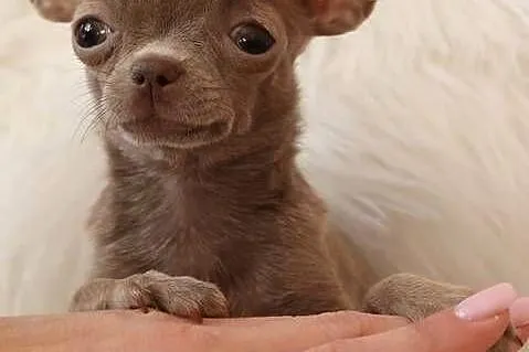 Malutka Chihuahua **miniaturka**xxxs**, Małopolskie, Dąbrowa Tarnowska