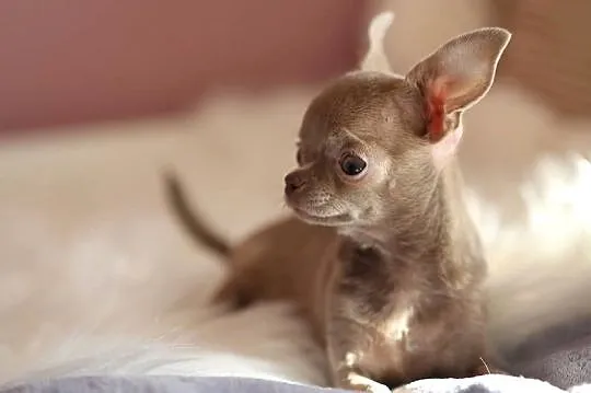 Malutka Chihuahua **miniaturka**xxxs**, Małopolskie, Dąbrowa Tarnowska