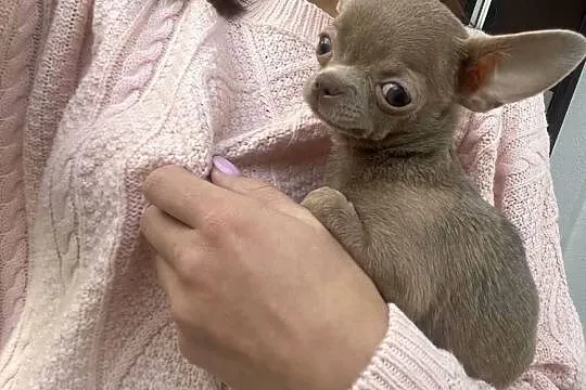 Malutka Chihuahua **miniaturka**xxxs**, Małopolskie, Dąbrowa Tarnowska