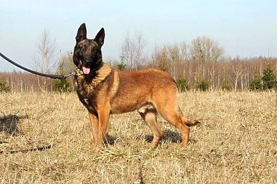 Aki i Azja - owczarki belgijskie malinois :) Niezw