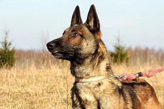 Aki i Azja - owczarki belgijskie malinois :) Niezw