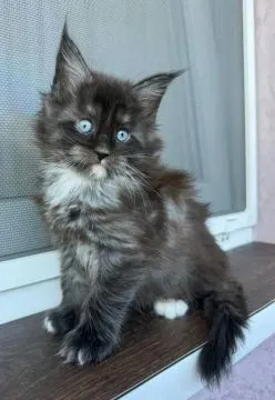 Urocze kocięta rasy Maine Coon dostępne na sprzedaż, Zachodniopomorskie, Stargard