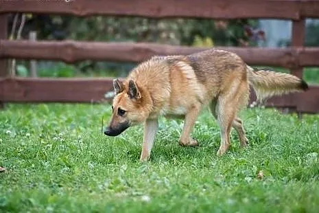 Przygarnij niedowidzącego Tulipana- pokocha cię ja