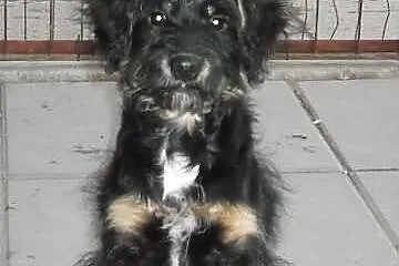 API do adopcji.