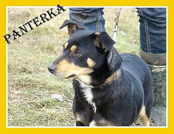 Mała 6 kg,jamnikowata sunia PANTERKA,rozkoszna,prz