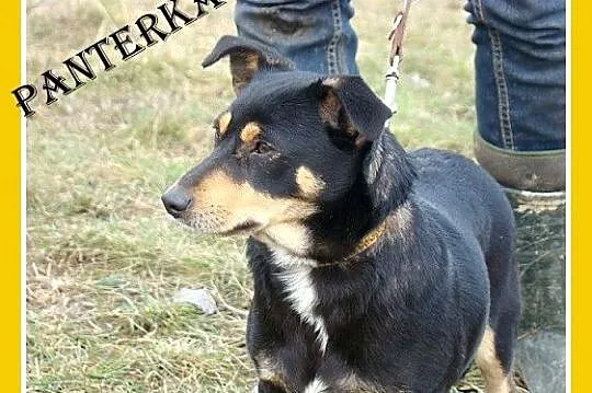 Mała 6 kg,jamnikowata sunia PANTERKA,rozkoszna,przytulaśna_Adopcja_