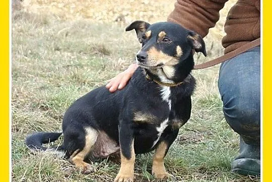 Mała 6 kg,jamnikowata sunia PANTERKA,rozkoszna,prz