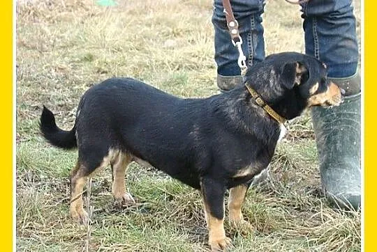 Mała 6 kg,jamnikowata sunia PANTERKA,rozkoszna,prz