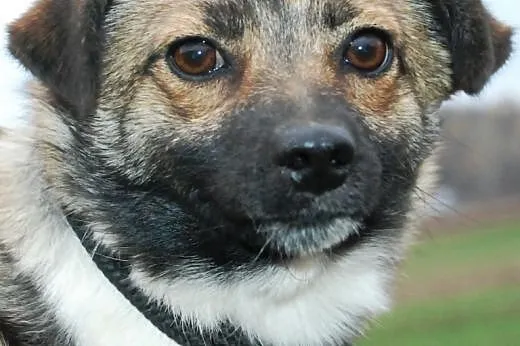 Parotka malutka suczka kochana miła ADOPCJA,  mało