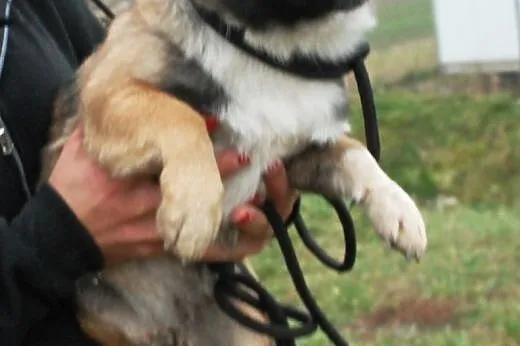 Parotka malutka suczka kochana miła ADOPCJA,  mało