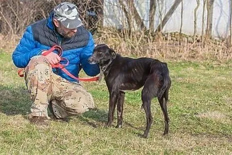 12 miesięczny Mambo odebrany z piekła!,  Kundelki 