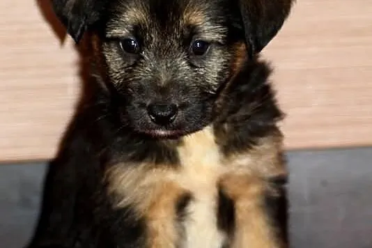 SZCZENIAK urocza suczka szuka domu. Adopcja.