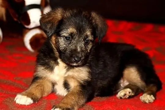 SZCZENIAK urocza suczka szuka domu. Adopcja.