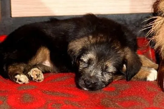 SZCZENIAK urocza suczka szuka domu. Adopcja.