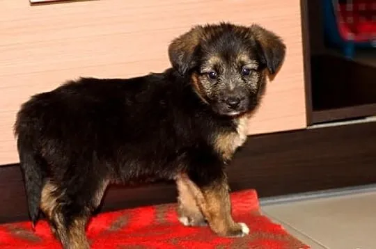 SZCZENIAK urocza suczka szuka domu. Adopcja.