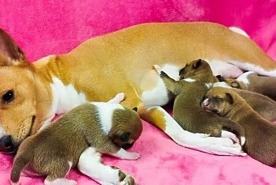 Szczenię Basenji