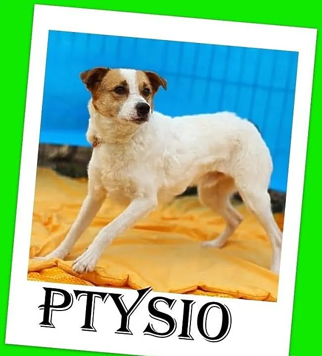 PTYŚ-średni 10kg,wesoły,przyjazny,łagodny piesek,c