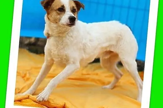 PTYŚ-średni 10kg,wesoły,przyjazny,łagodny piesek,czip,ks.zdr.