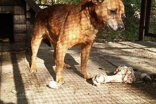 Przygarnij Leona,  podkarpackie Nowa Dęba