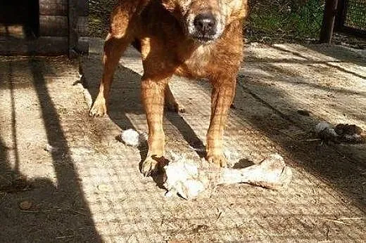 Przygarnij Leona,  podkarpackie Nowa Dęba