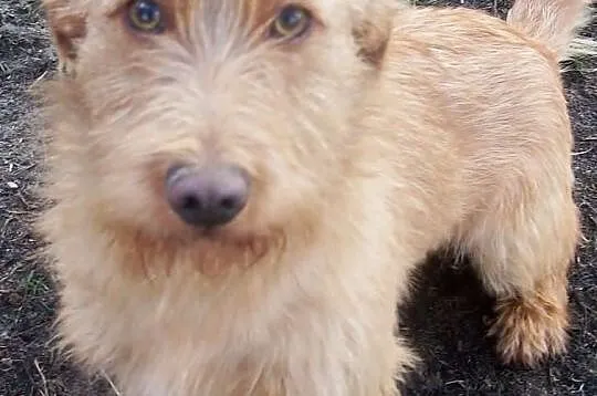 Toffi, piesek dla ciebie! Adoptuj!