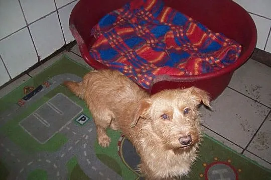 Toffi, piesek dla ciebie! Adoptuj!