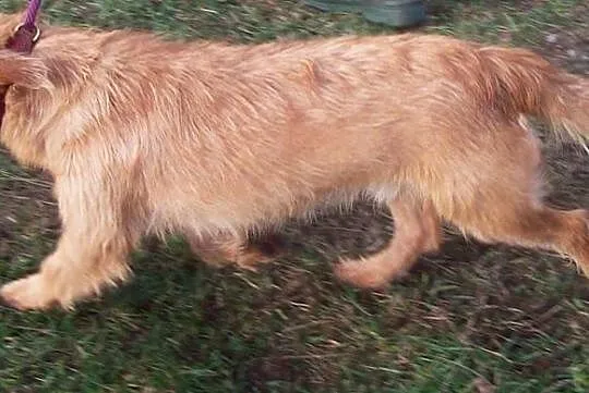 Toffi, piesek dla ciebie! Adoptuj!