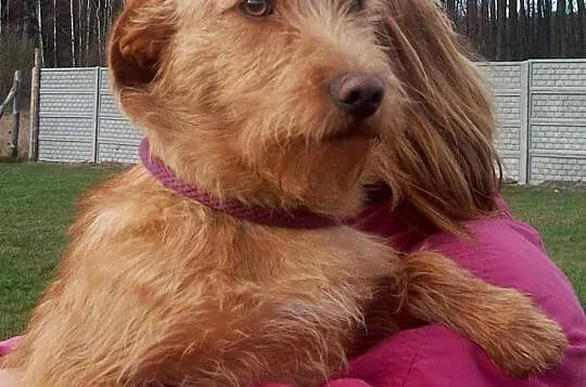 Toffi, piesek dla ciebie! Adoptuj!