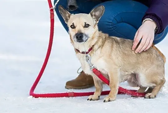 Nakolankowa, beżowa piękność, kochająca ludzi Beksa do adopcji!
