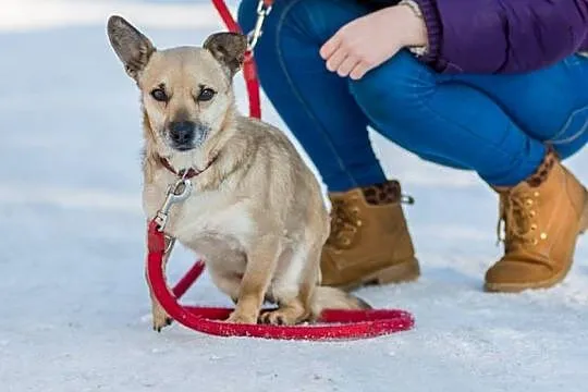 Nakolankowa, beżowa piękność, kochająca ludzi Beks