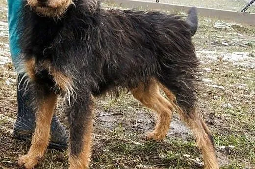 Podaruj Baksowi dobry dom!,  mazowieckie Warszawa