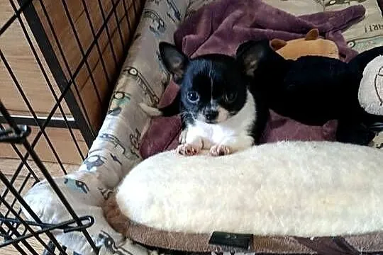 Śliczna suczka Chihuahua szuka kochającego domu!, Mazowieckie, Płońsk