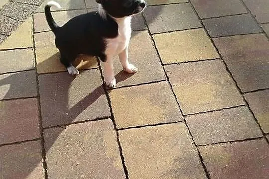 Śliczna suczka Chihuahua szuka kochającego domu!, Mazowieckie, Płońsk