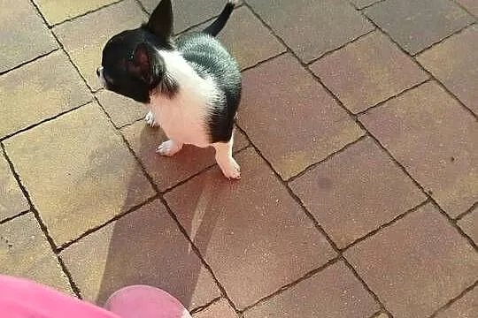 Śliczna suczka Chihuahua szuka kochającego domu!, Mazowieckie, Płońsk
