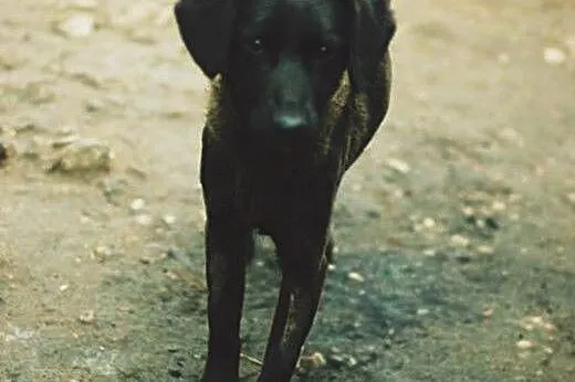 Roczna, przyjazna Wega, drobna sunia szuka domu!, 