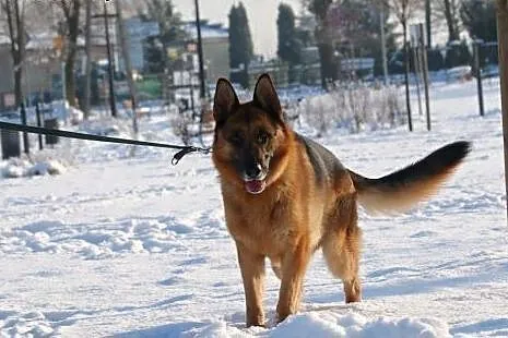 TORIN - wspaniały pies w typie owczarka do adopcji
