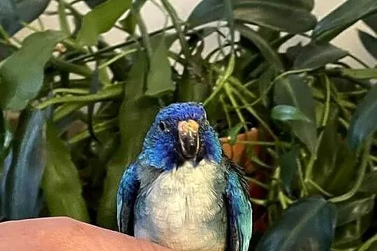 Sprzedam papugi