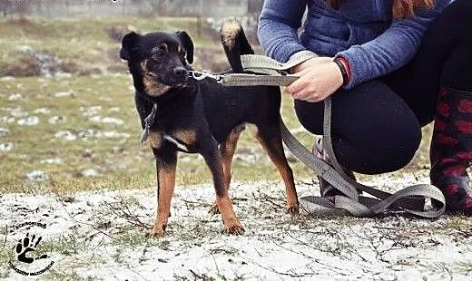 Adoptuj przyjaciela, łódzkie Tomaszów Mazowiecki