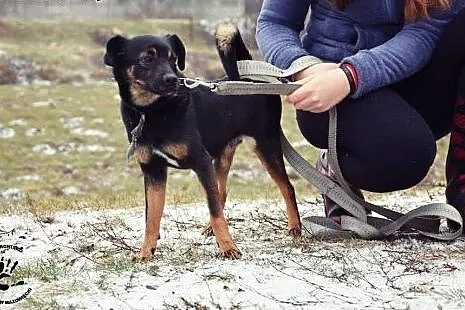 Adoptuj przyjaciela,  łódzkie Tomaszów Mazowiecki