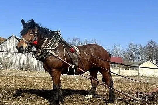 klacz zimnokrwista, Świętokrzyskie, Łagów