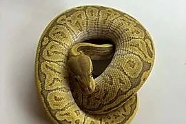 Python królewski black head pinstripe butter