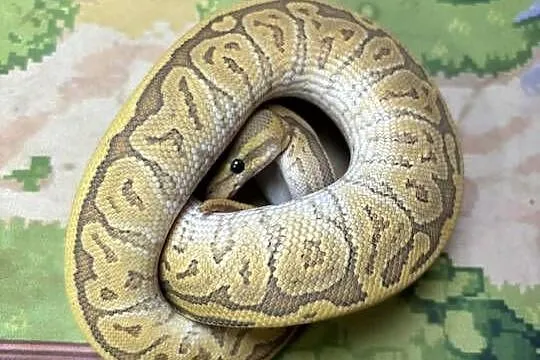 Python królewski black head pinstripe butter, Mazowieckie, Błonie